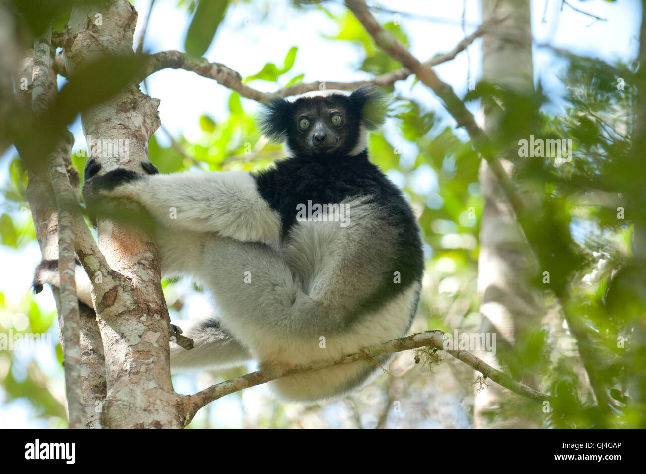 Indri Analamazaotra Reserve Madagaskar Stockfoto