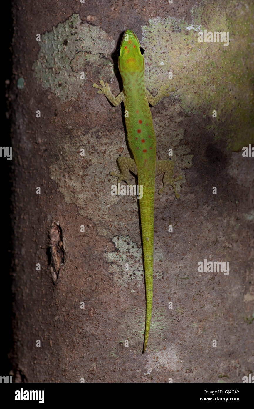 Madagaskar Tag Gecko Phelsuma madagascariensis Stockfoto