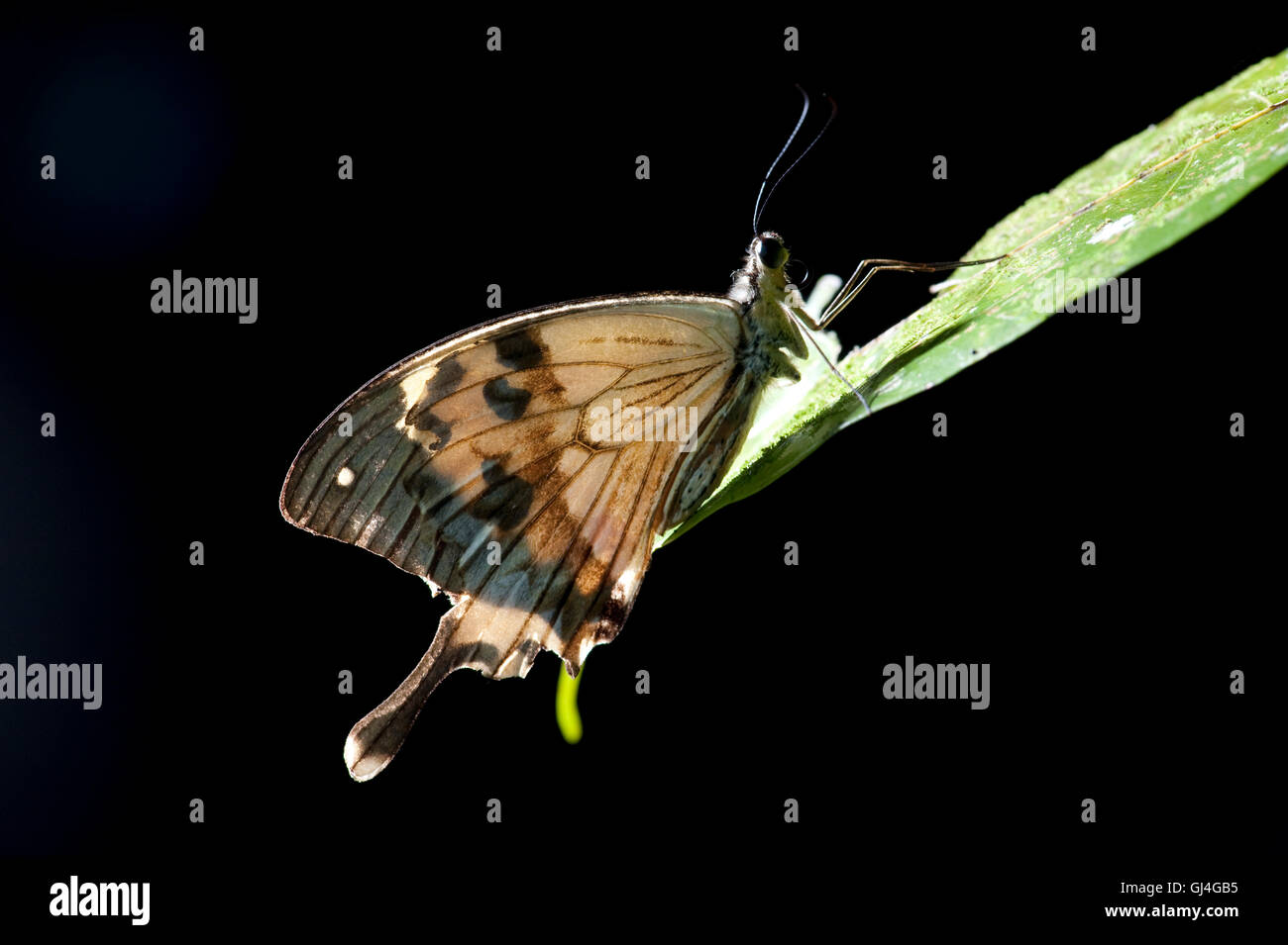 Mocker Schwalbenschwanz Schmetterling Papilio Dardanus Meriones Madagaskar Stockfoto