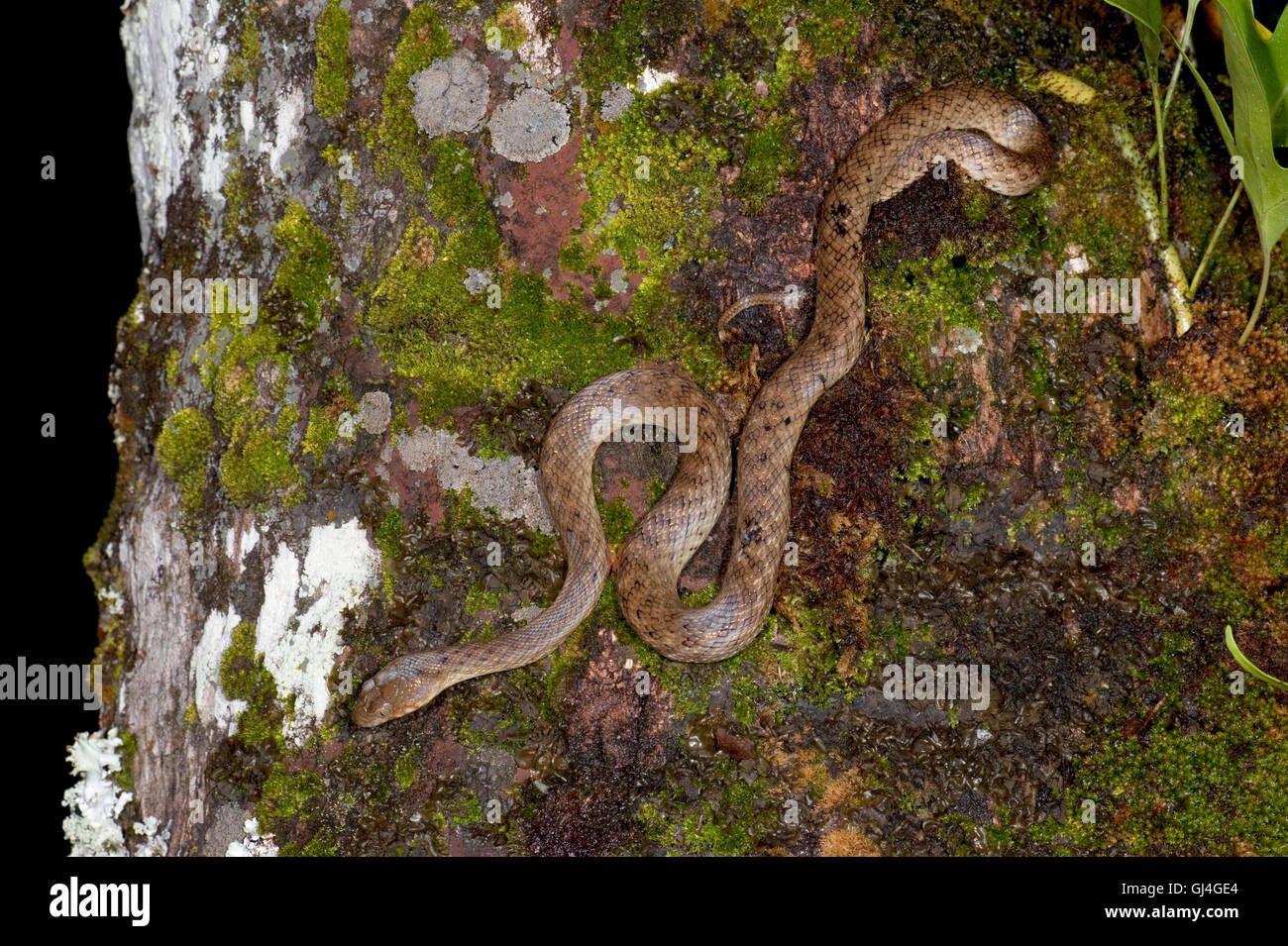 Madagassische Cat-eyed Snake Madagascarophis colubrinu Stockfoto