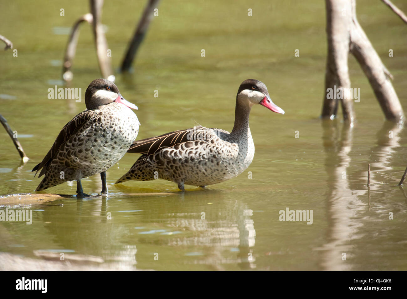 Rot-billed Pintail / Teal Anas Erythrorhyncha Madagaskar Stockfoto