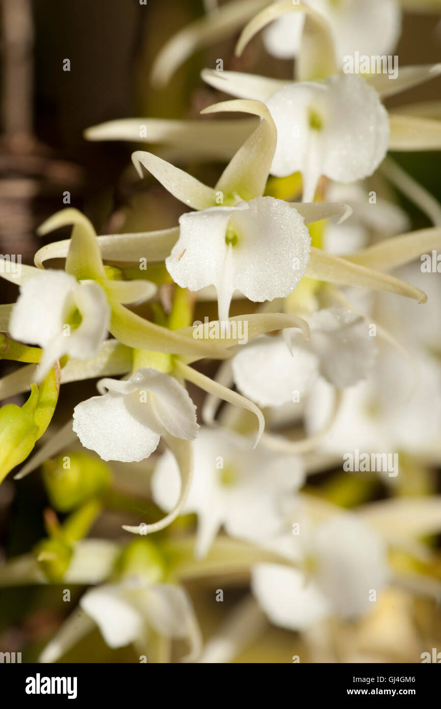 Weiße Orchidee Fort Dauphin, Madagaskar Stockfoto