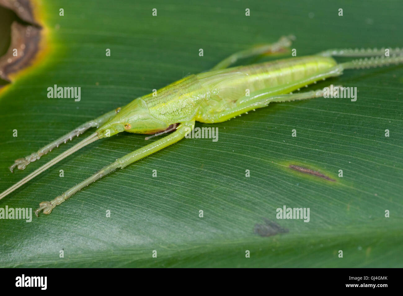 Tropischen Grashuepfer Tettigoniidae sp Madagaskar Stockfoto