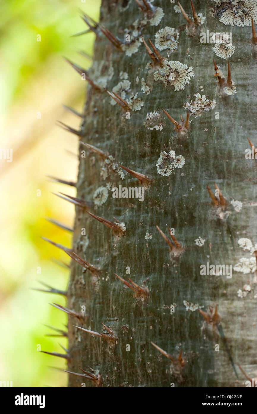 Dornigen Baumstamm Pachypodium sp Madagaskar Stockfoto