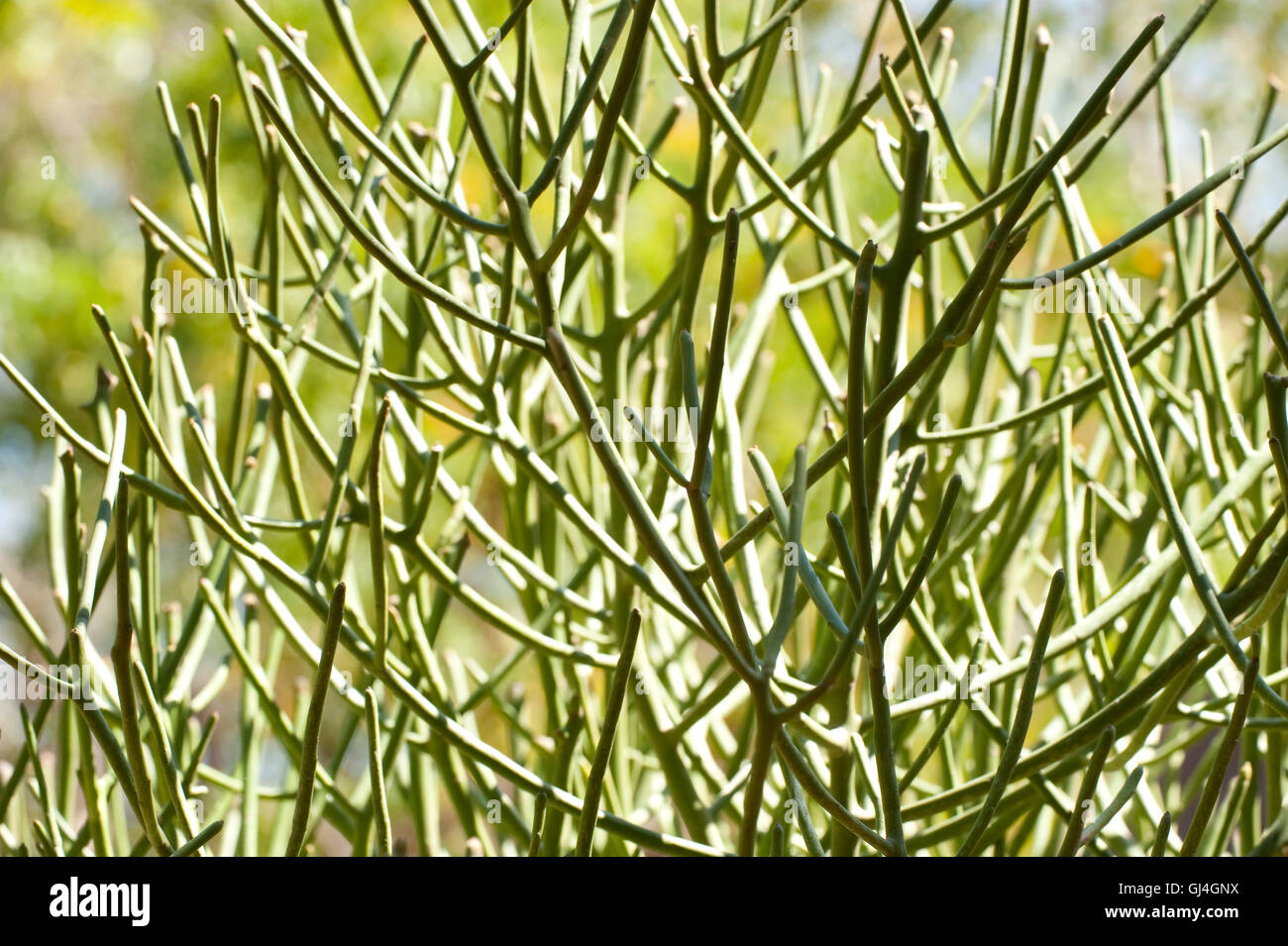 Sukkulenten Zweigen Berenty Nationalpark Madagaskar Stockfoto