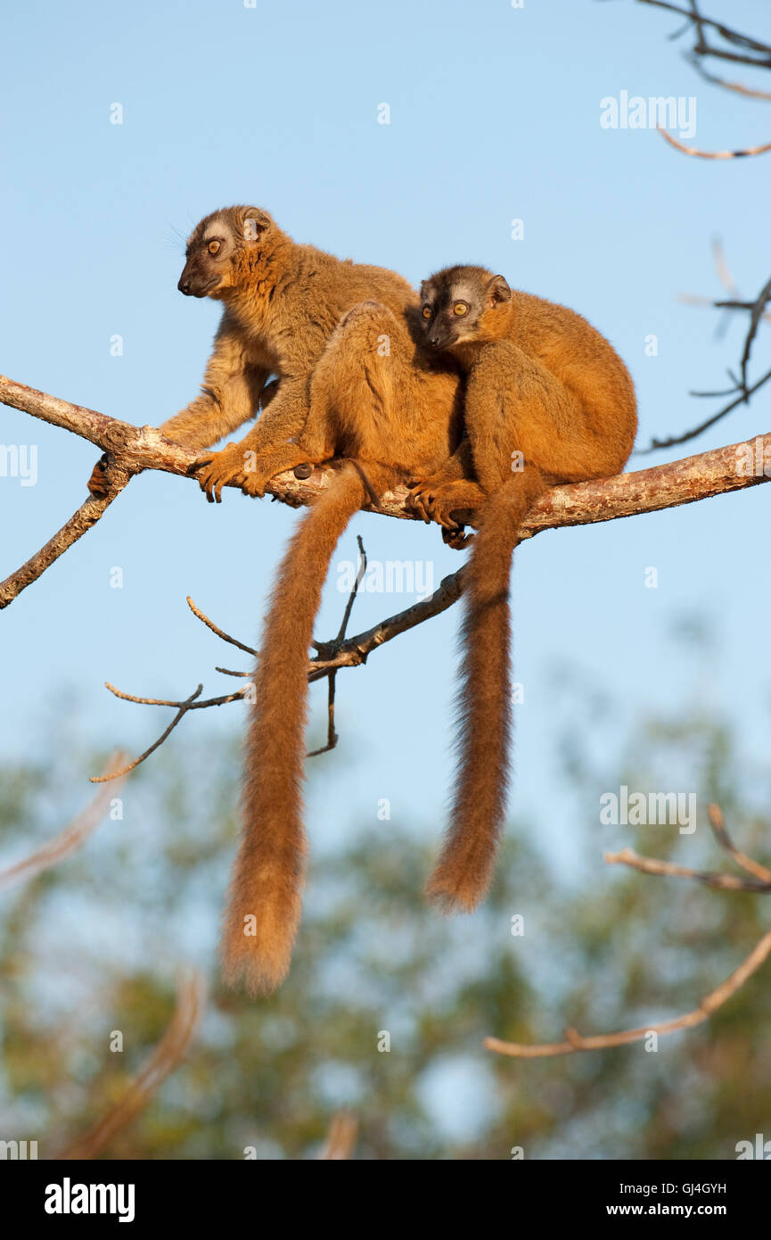 Rot-konfrontierte braune Lemur Eulemur Rufus Madagaskar Stockfoto