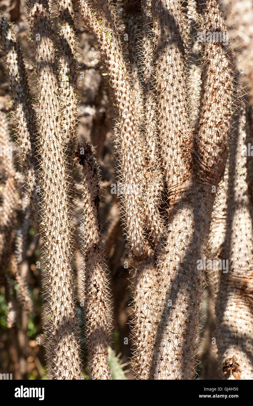 Octopus Tree Didierea Madagascariensis Madagaskar Stockfoto