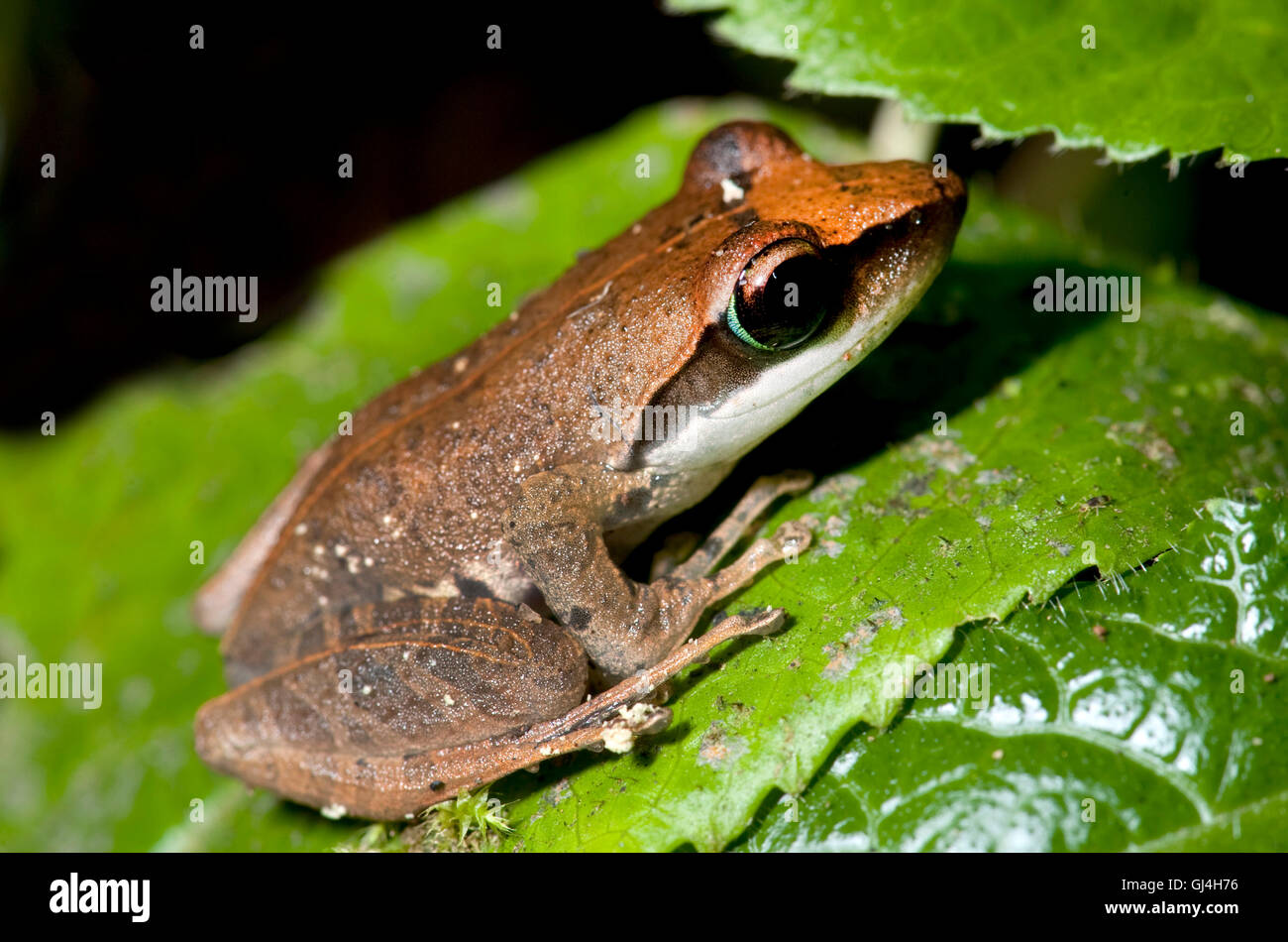 Aglyptodactylus madagascariensis Fotos und Bildmaterial in hoher