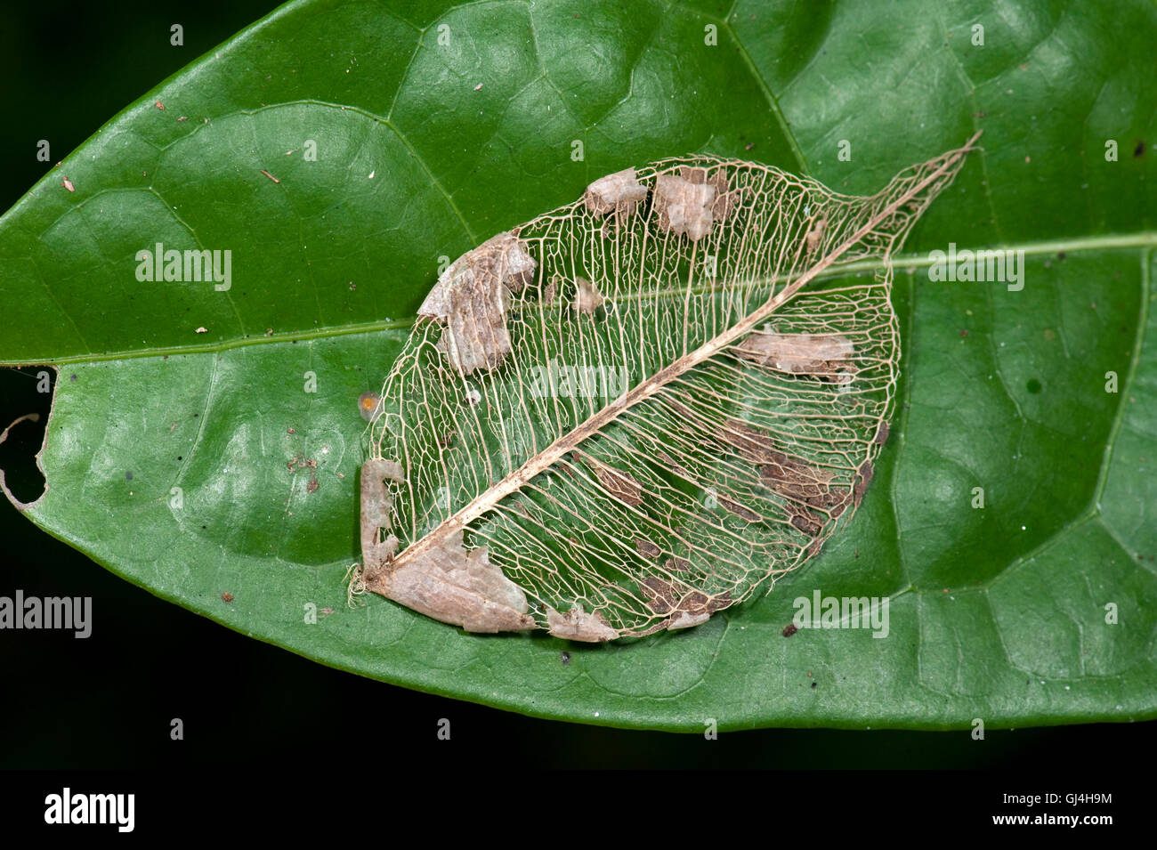 Blatt-Skelett-Madagaskar Stockfoto