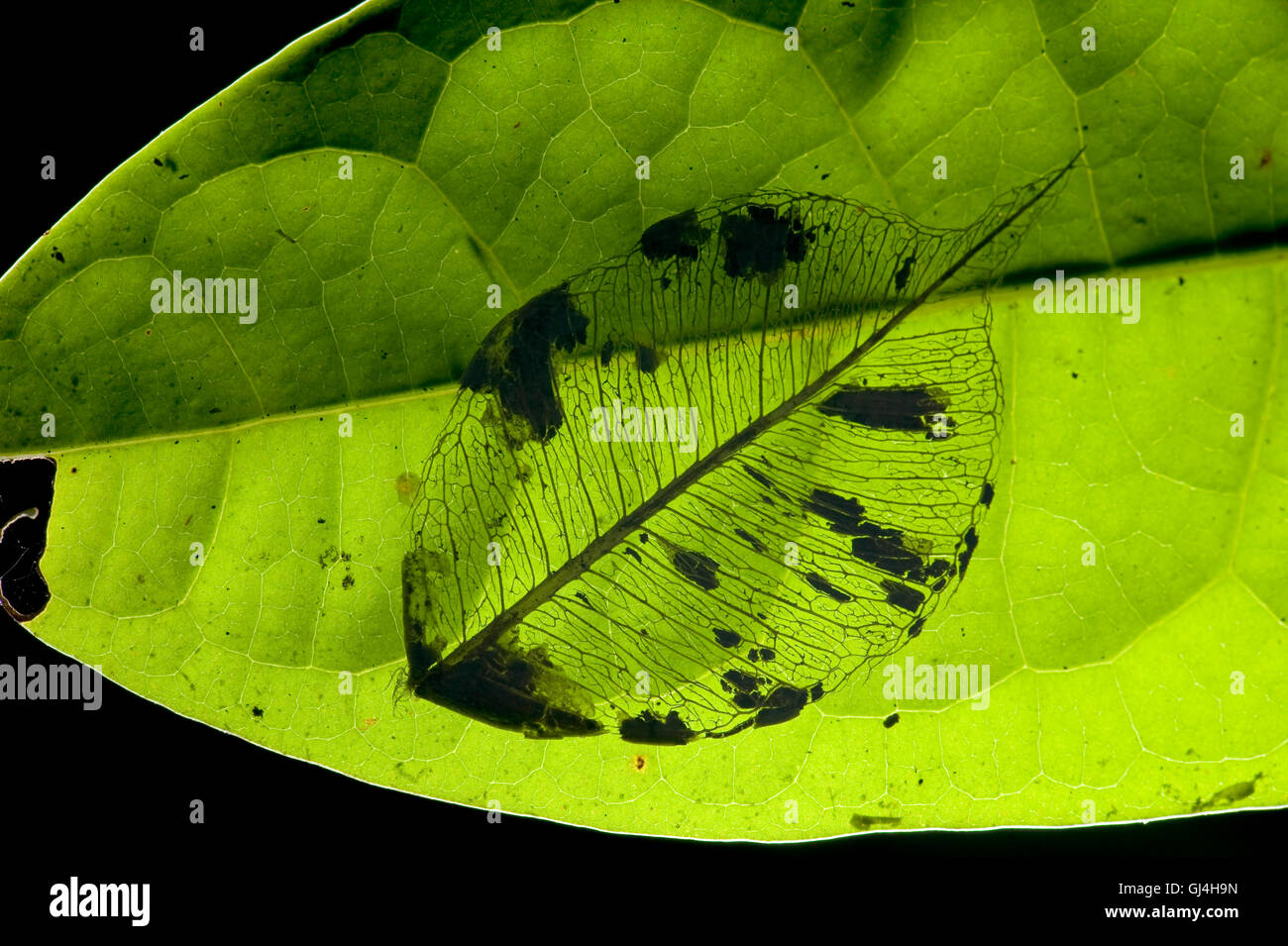 Blatt-Skelett-Madagaskar Stockfoto