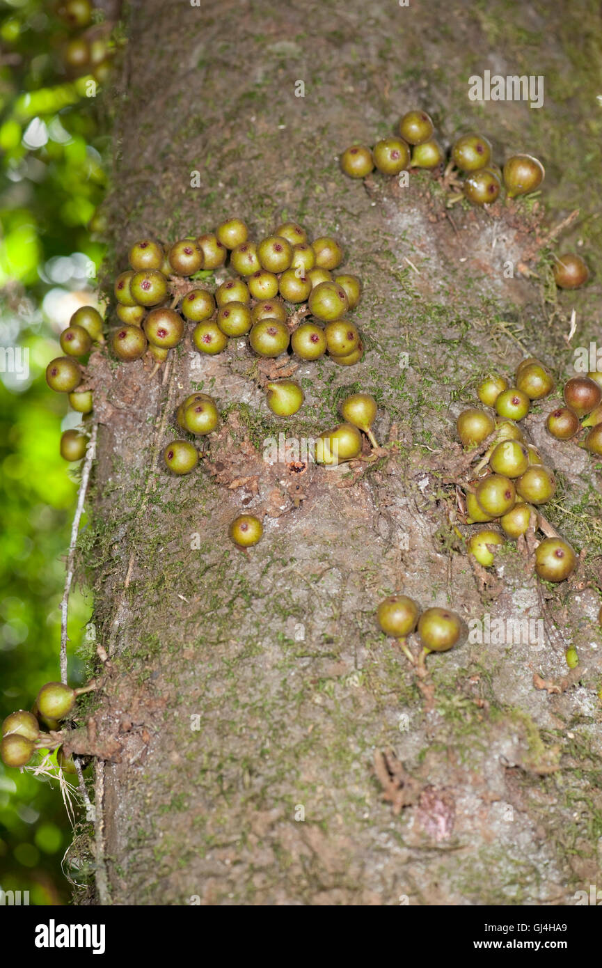 Früchte von Feigen Ficus sp Madagaskar Stockfoto