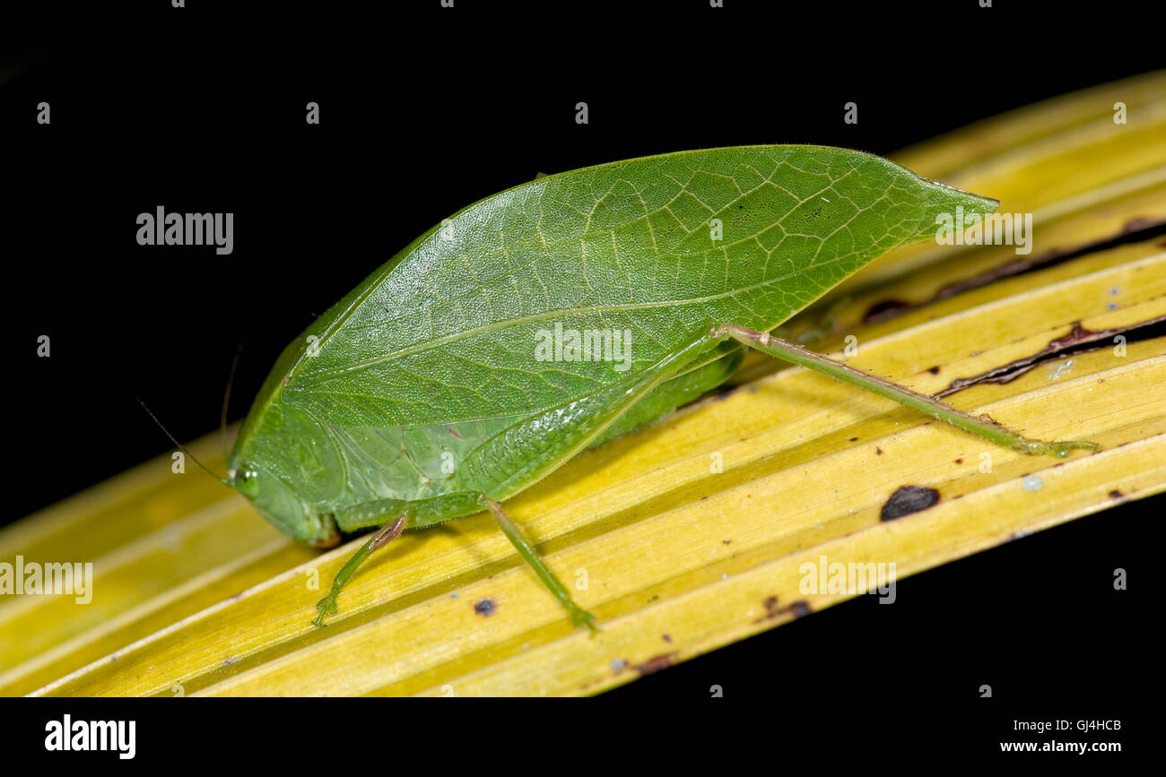 Grashuepfer Tettigoniidae SP. Madagaskar Stockfoto