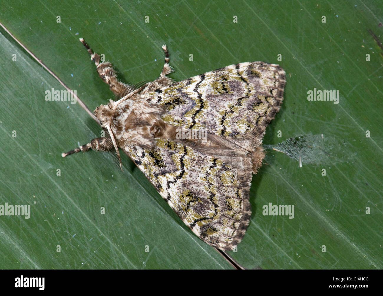 Prominente Moth Notodontidae SP. Madagaskar Stockfoto