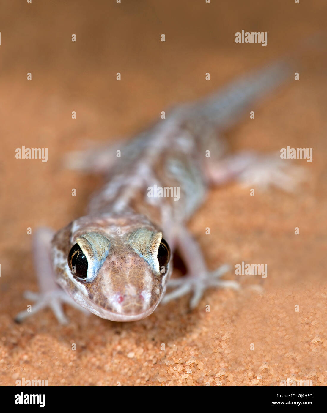 Ozelot Gecko Paroedura Pictus Madagaskar Stockfoto