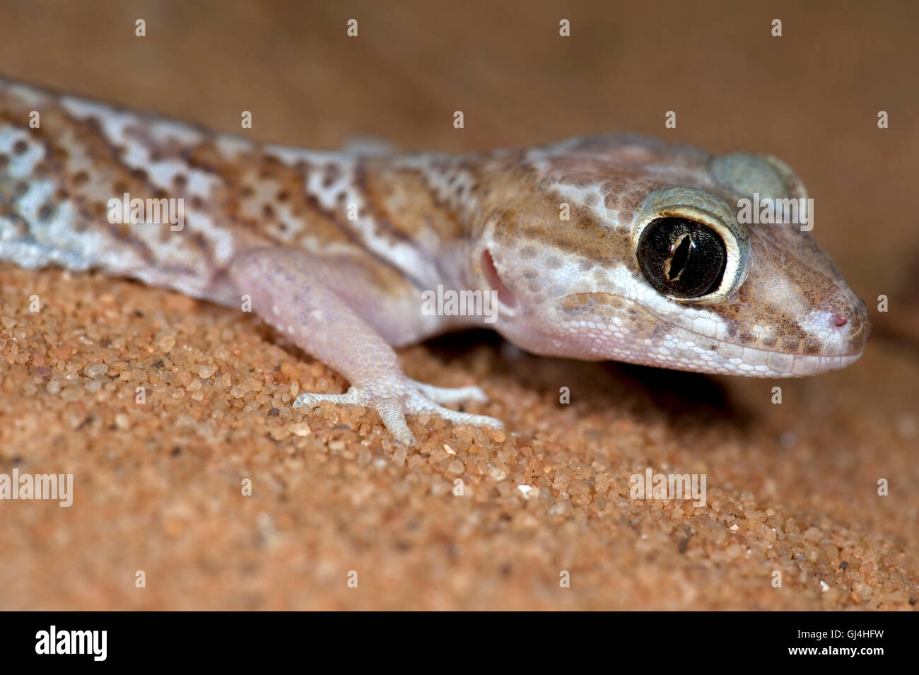 Ozelot Gecko Paroedura Pictus Madagaskar Stockfoto