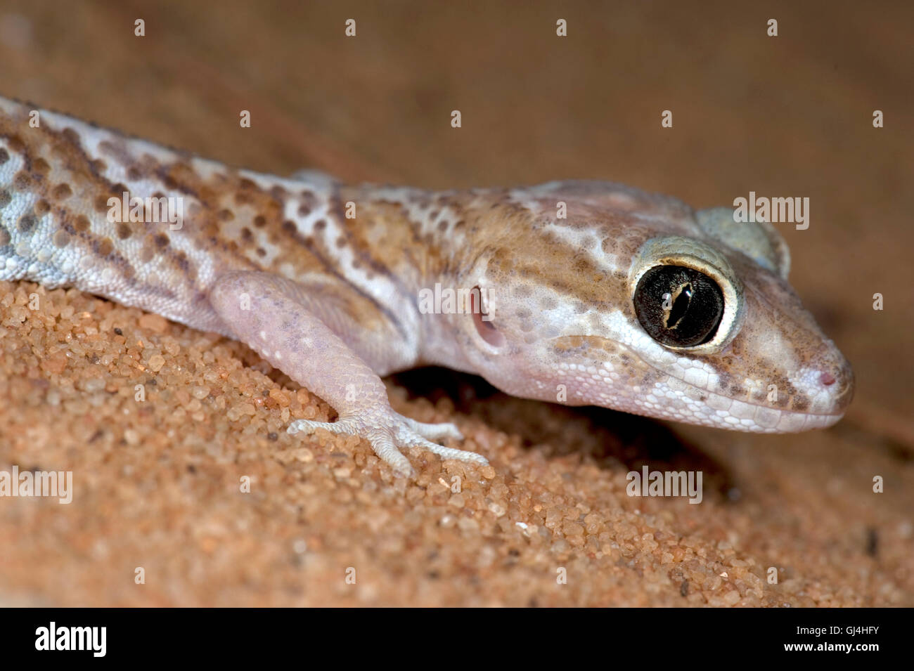 Ozelot Gecko Paroedura Pictus Madagaskar Stockfoto