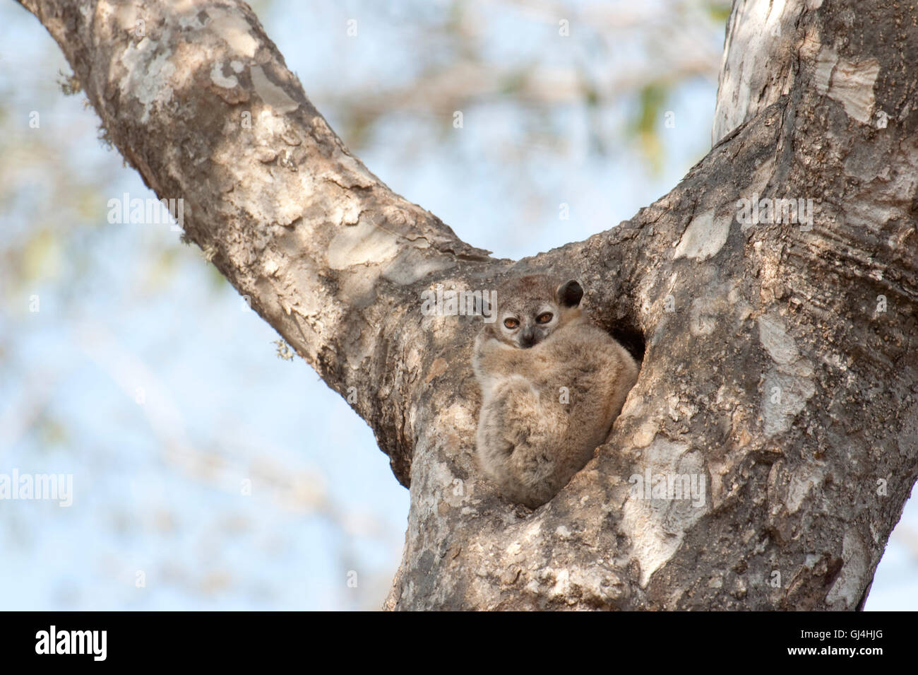 Geringerem Wiesel Lemur Lepilemur Ruficaudatus Madagaskar Stockfoto