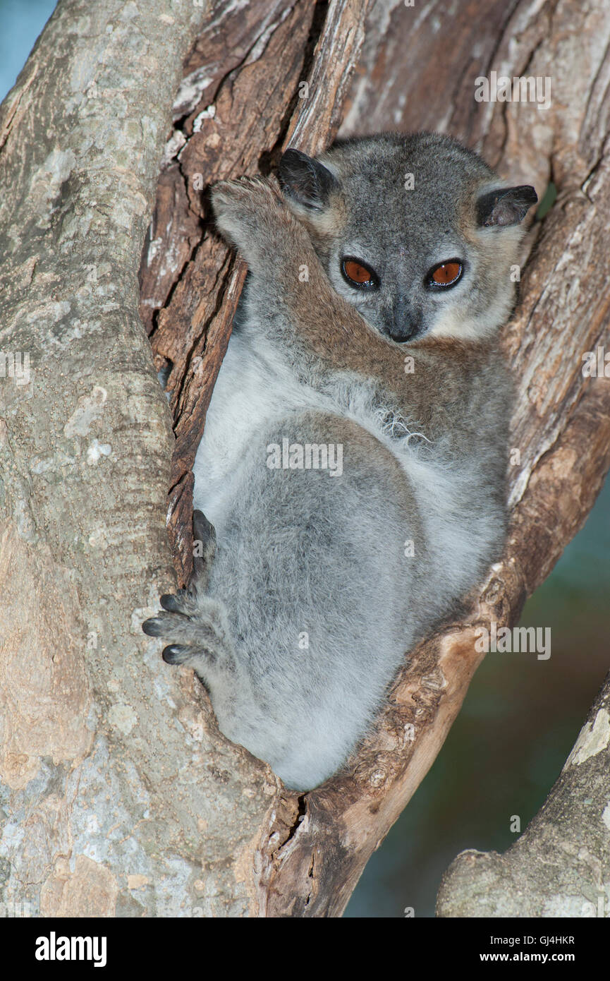 Geringerem Wiesel Lemur Lepilemur ruficaudatus Stockfoto