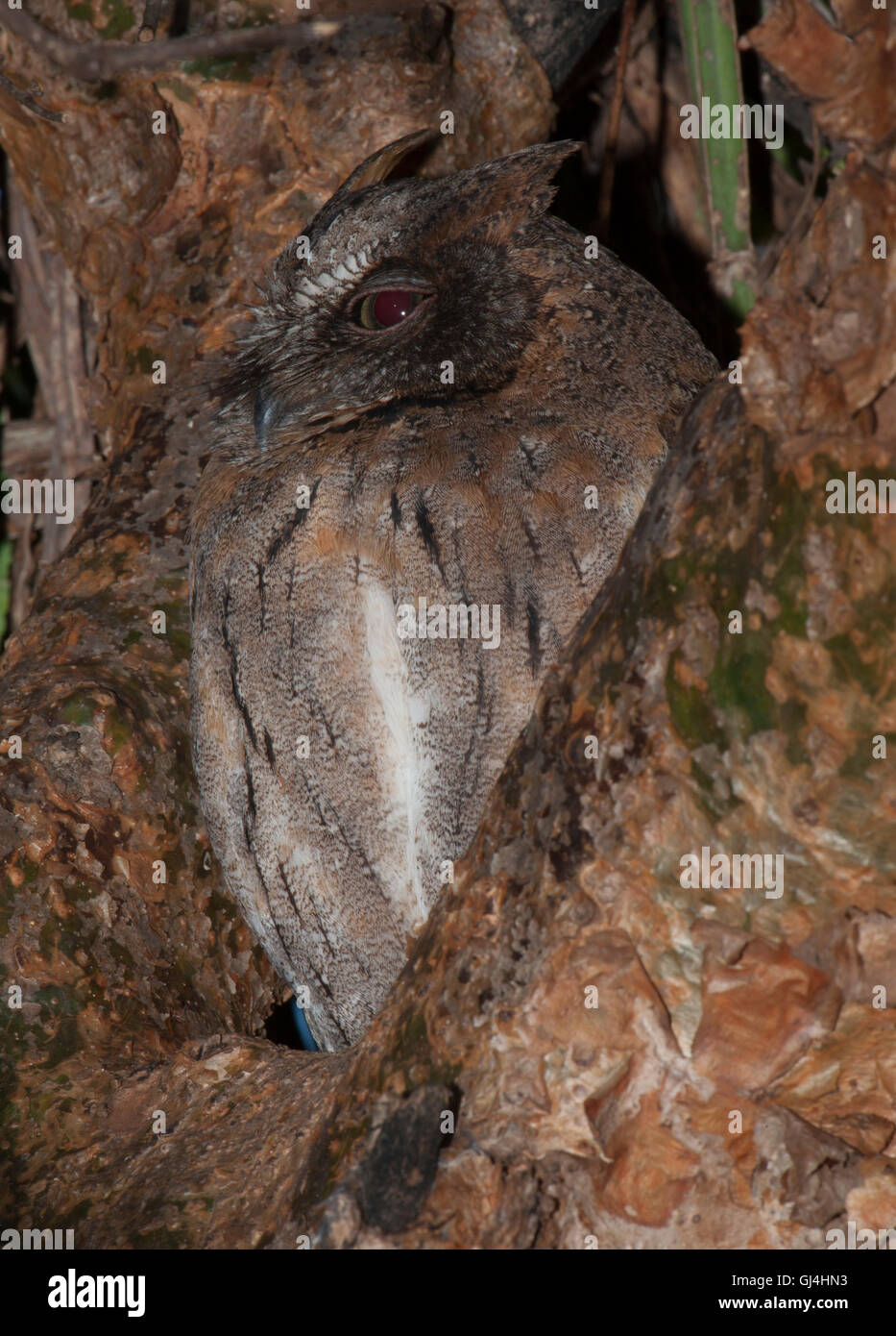 Madagaskar Zwergohreule Eule Otus rutilus Stockfoto