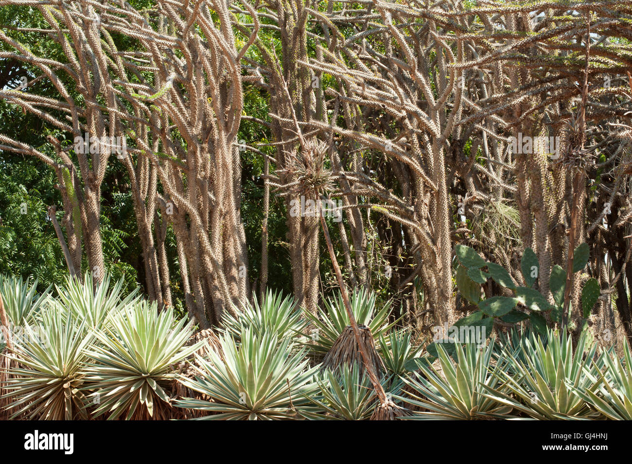 Spiny Forest Madagaskar Stockfoto