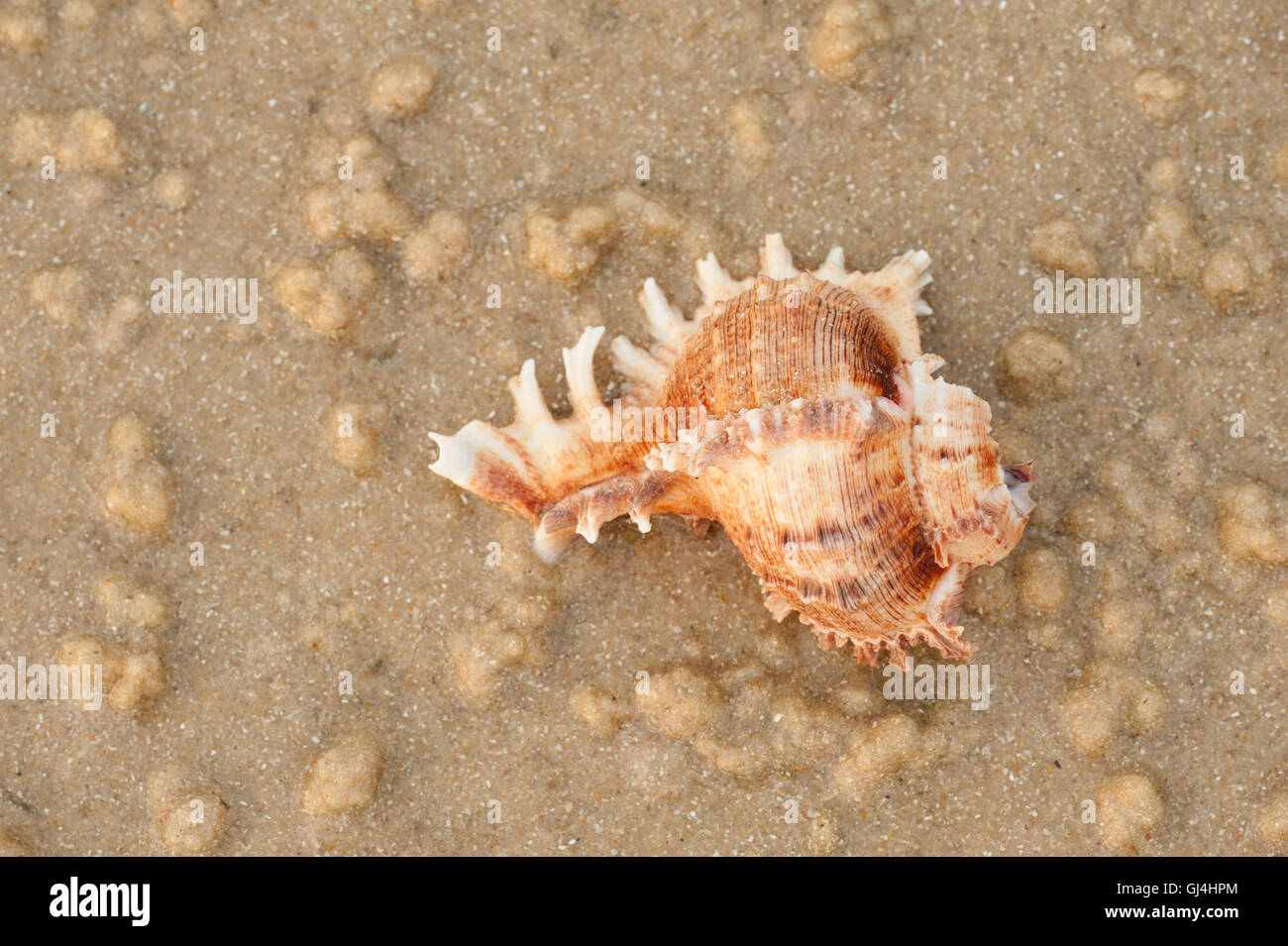 Conch Shell Beach Madagaskar Stockfoto