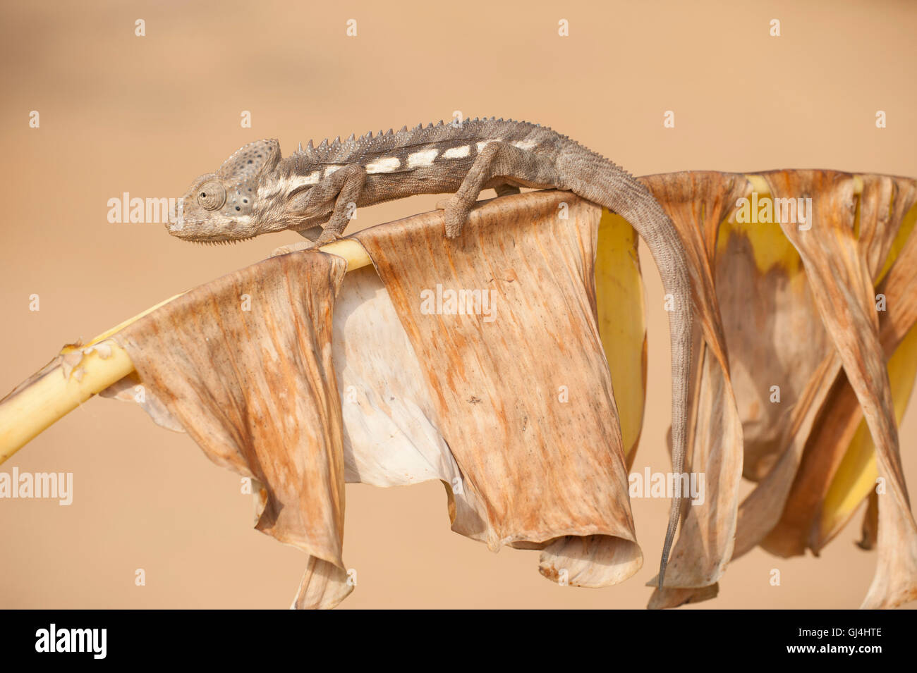 Warzige Chamäleon Furcifer Verrucosus Madagaskar Stockfoto