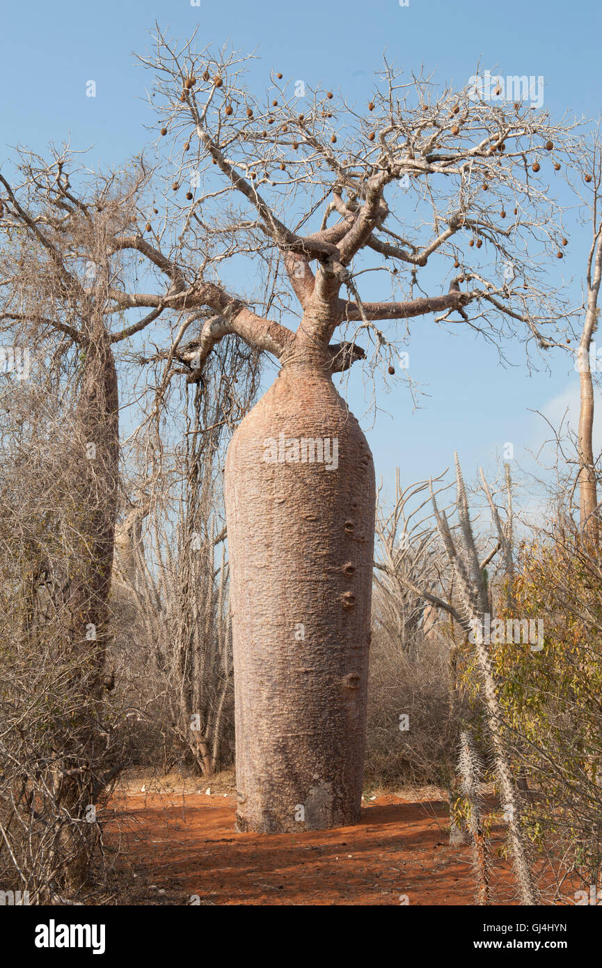 Fony Baobab Affenbrotbäume Rubrostipa Madagaskar Stockfoto