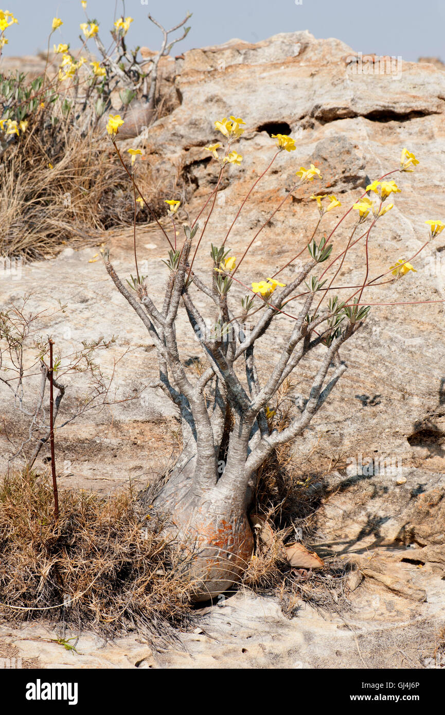 Der Elefantenfu Pflanze (Pachypodium Lameri) in Blte, Isalo NP,  Madagaskar Stockfotografie - Alamy