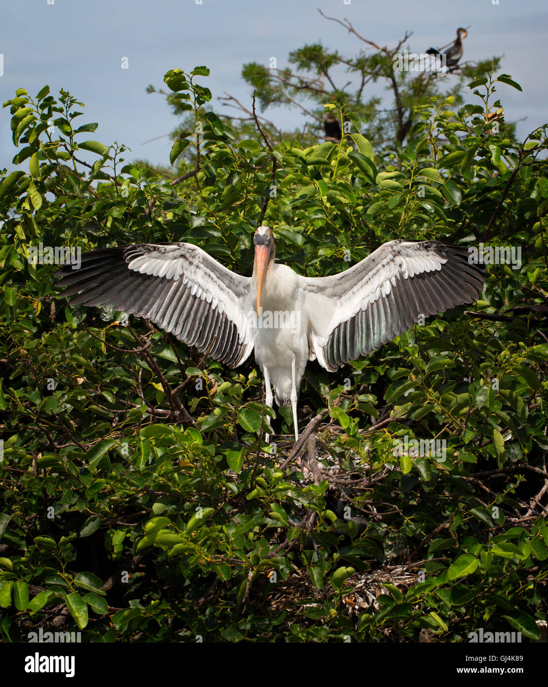 Junge Holz Storch zeigt seine neu gefiederten Flügel an ihr Nest in einer majestätischen Pose für einen so jungen. Stockfoto