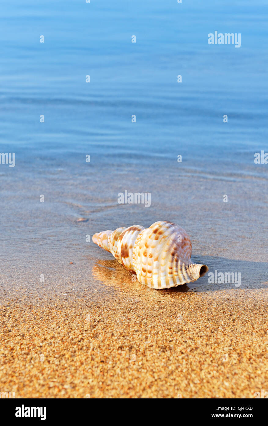 Muschel am ruhigen Strand Stockfoto