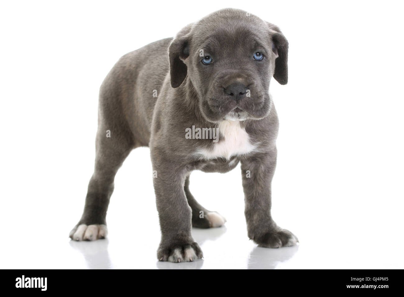 cane corso welpen in not
