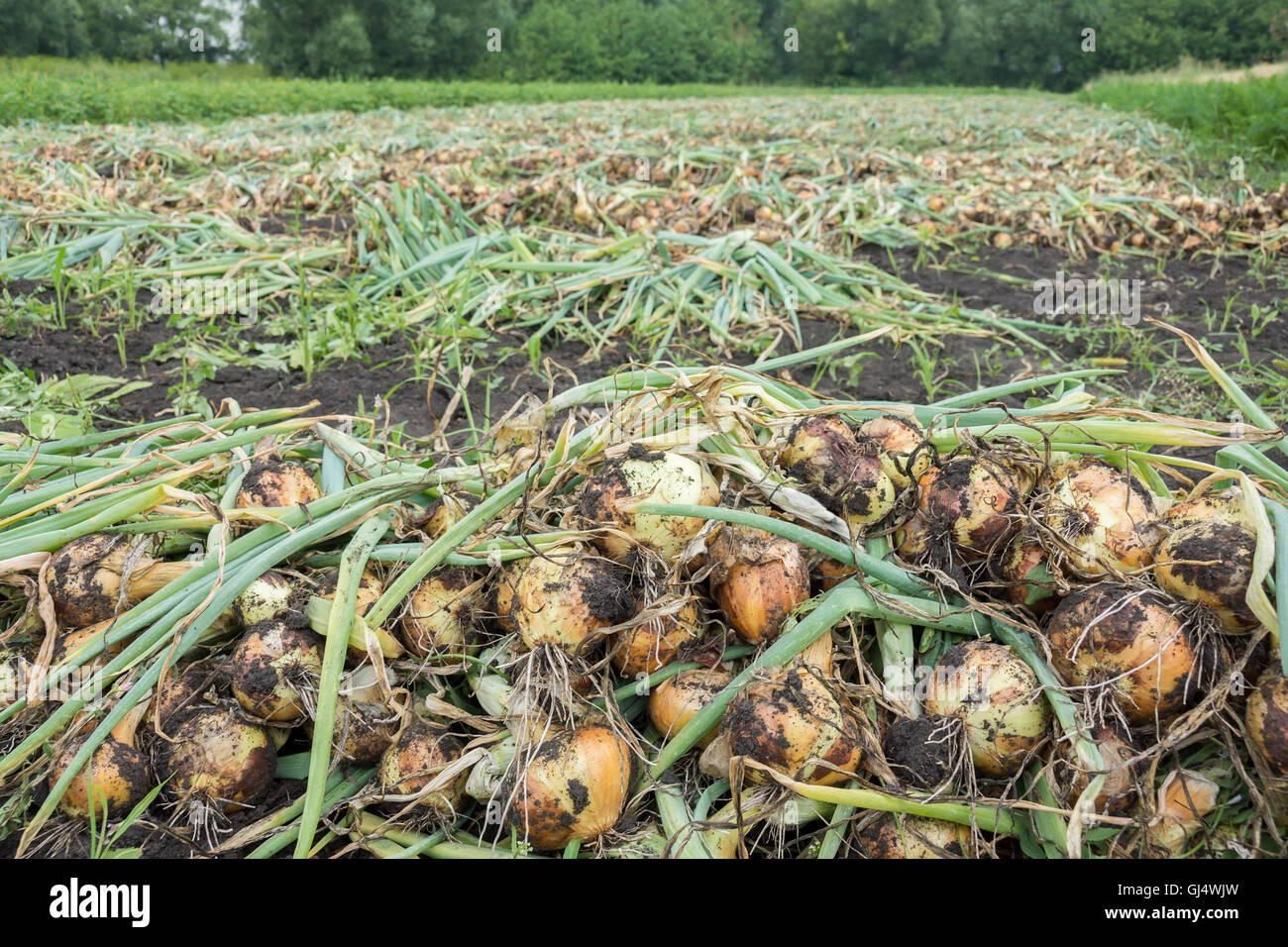 Das Foto zeigt die Zwiebeln im Garten Stockfotografie Alamy