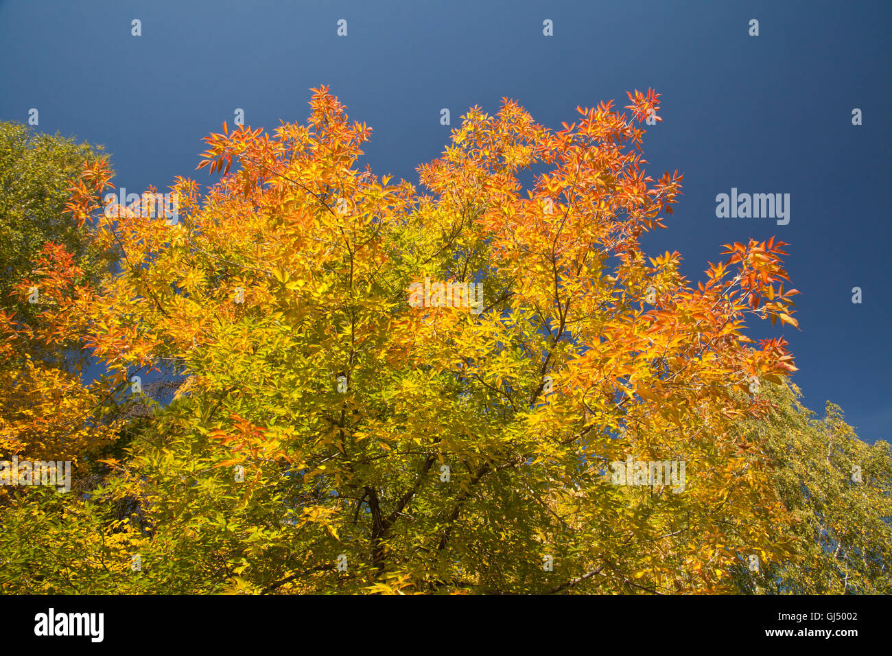 Color Burst von Herbstlaub Stockfoto