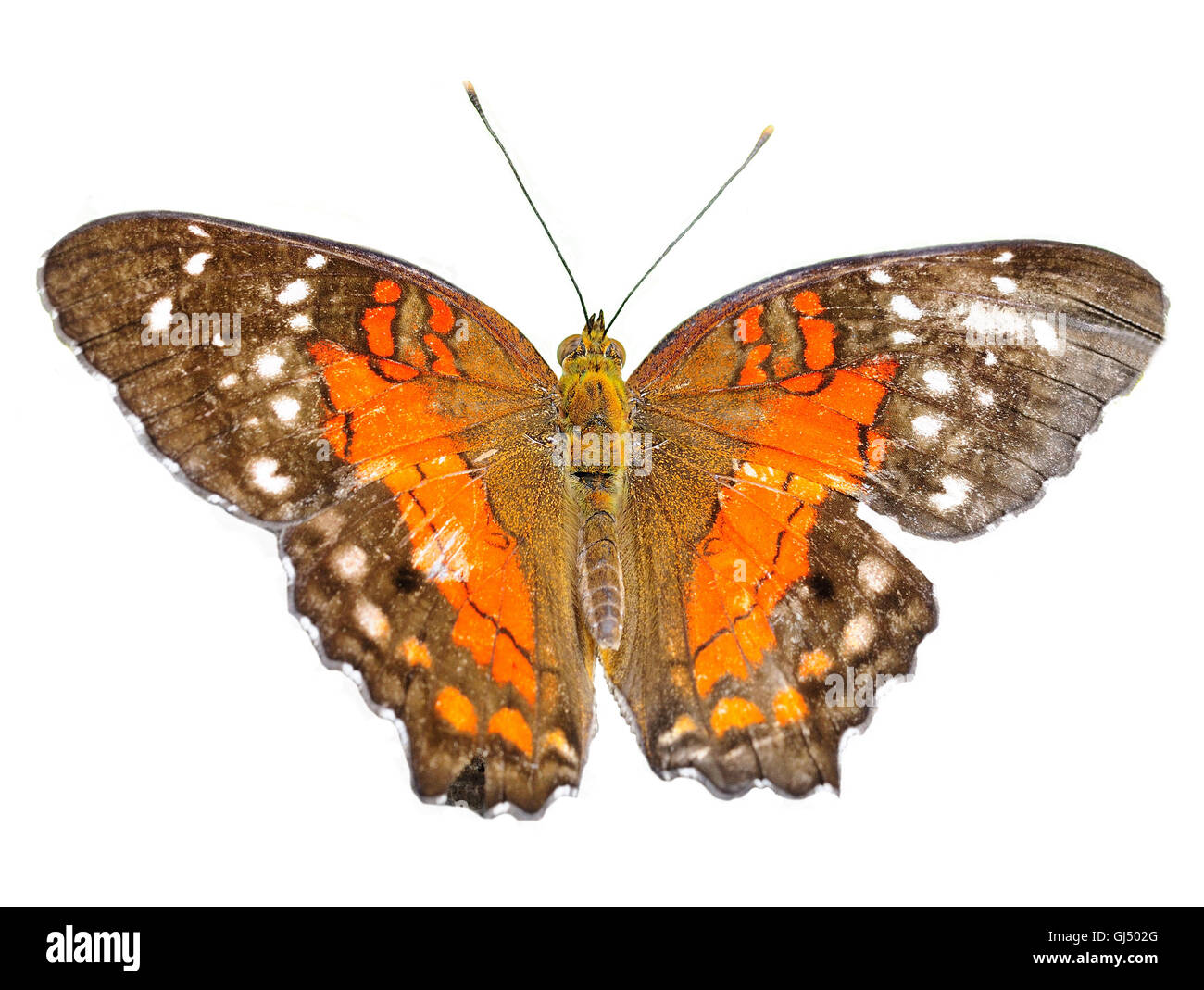 Schmetterling, isoliert Stockfoto