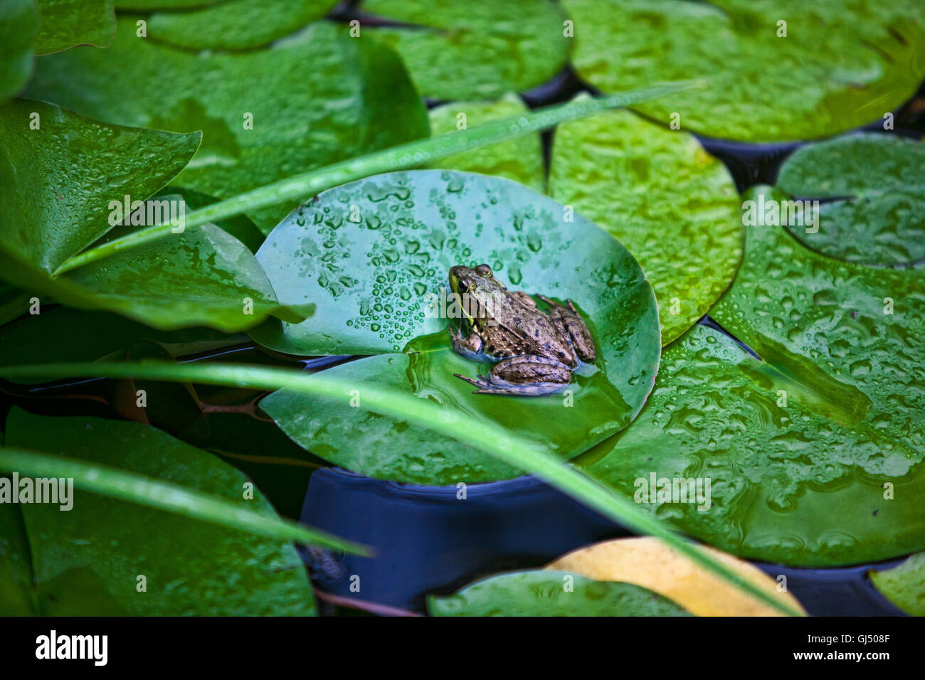 Frosch sitzt oben auf einem Lilly Pad in einem Teich Stockfoto