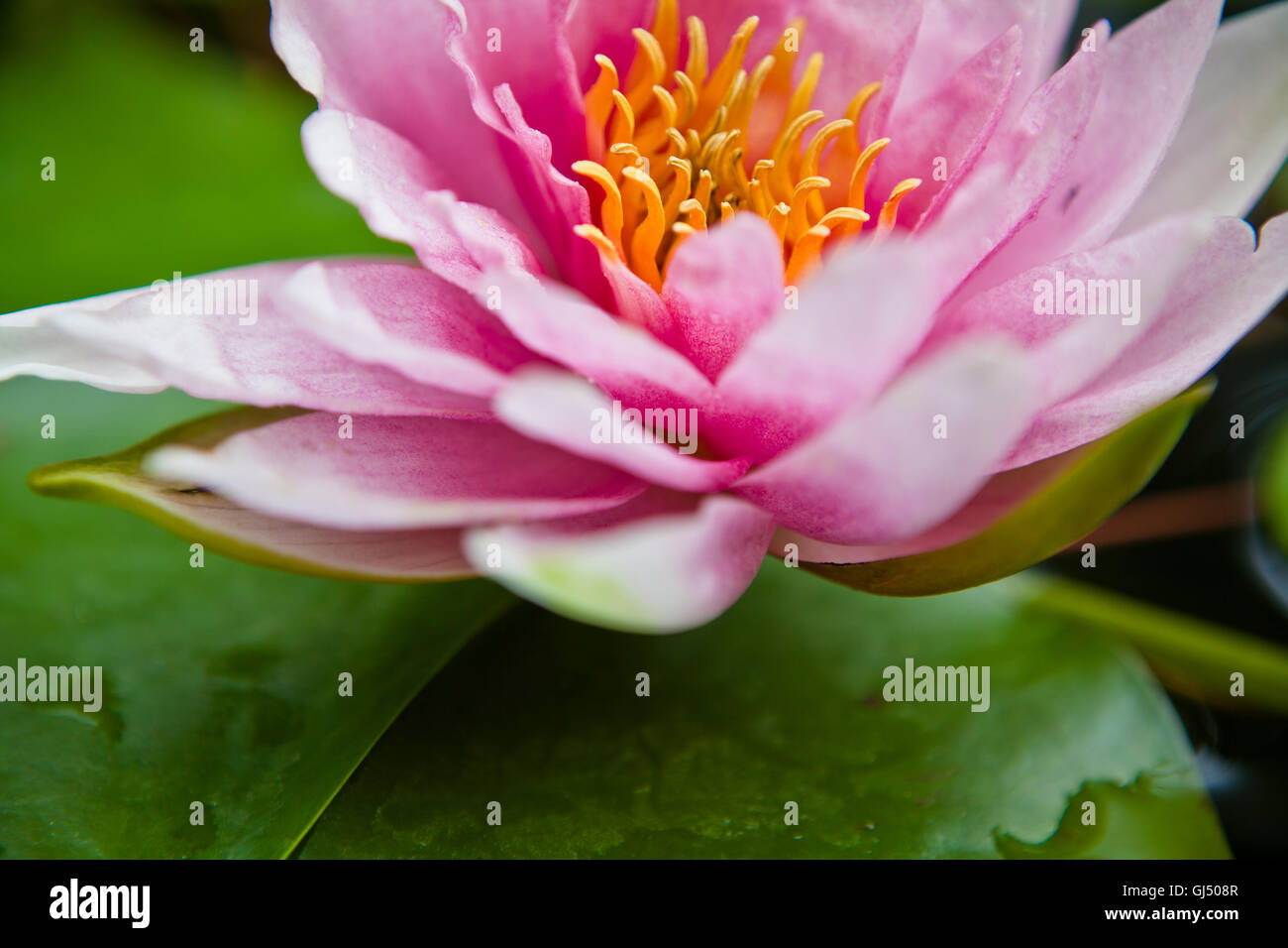 Makroaufnahme einer rosa Wasser Lilly Blüte Stockfoto