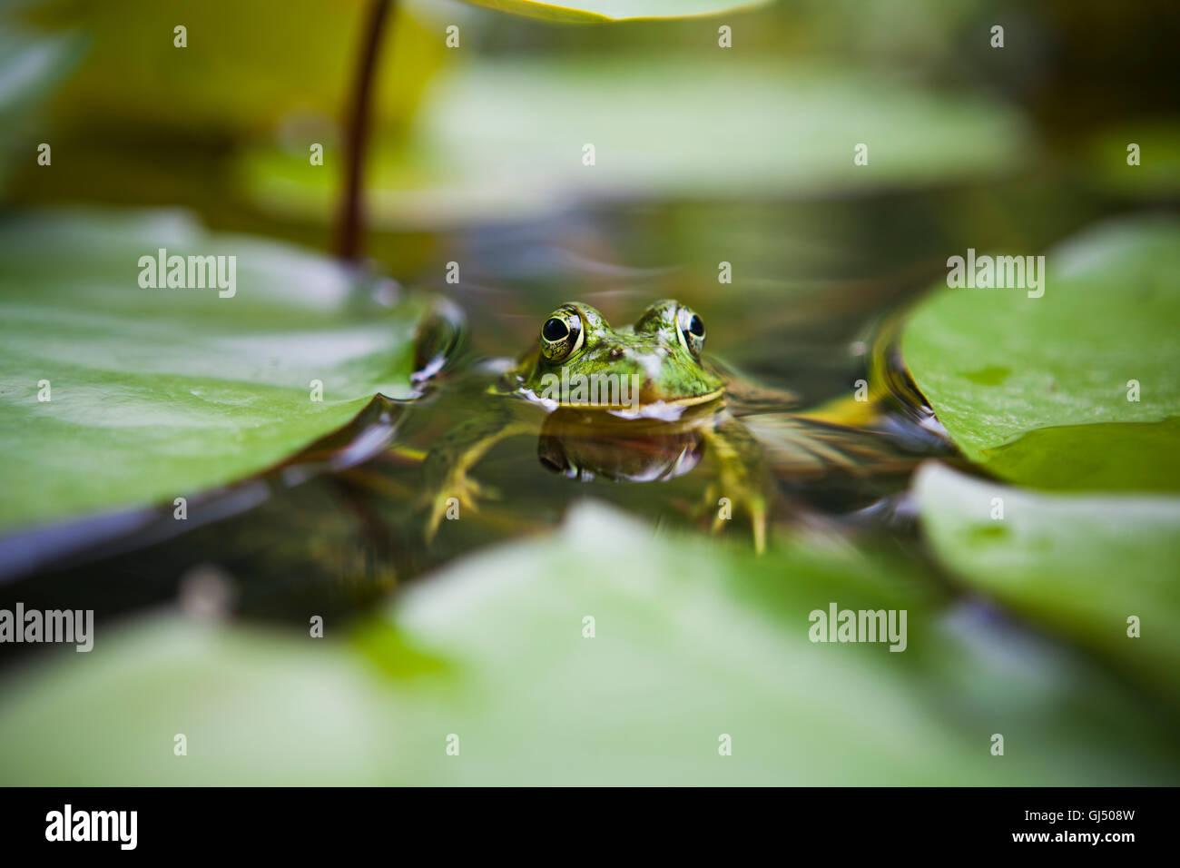 Nahaufnahme eines Frosches schweben neben einigen Seerosen Stockfoto