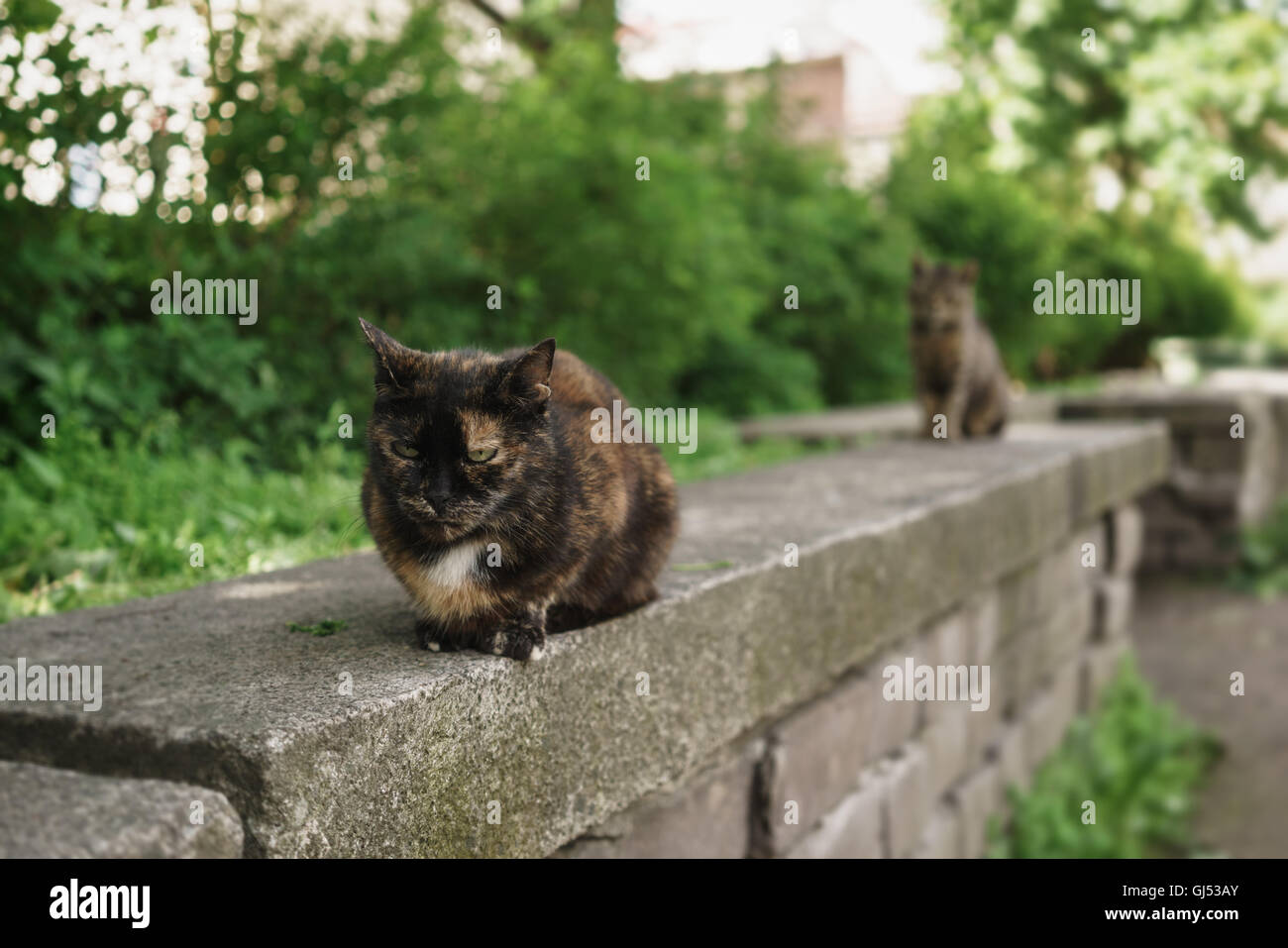 zwei obdachlose Katzen sitzen auf Stein im Sommerpark Stockfoto