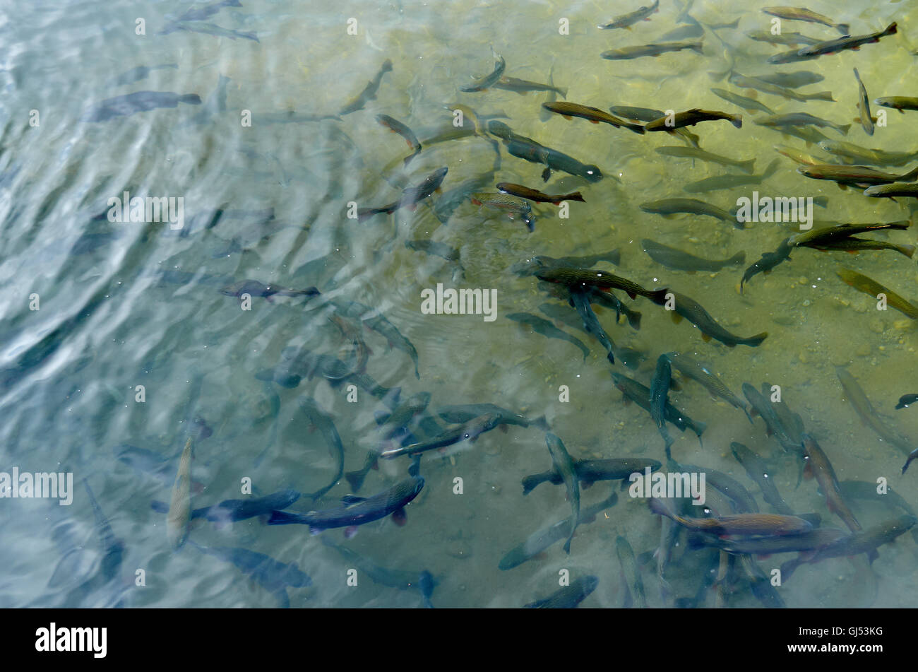 Forelle Schwimmen Stockfotos und bilder Kaufen Alamy