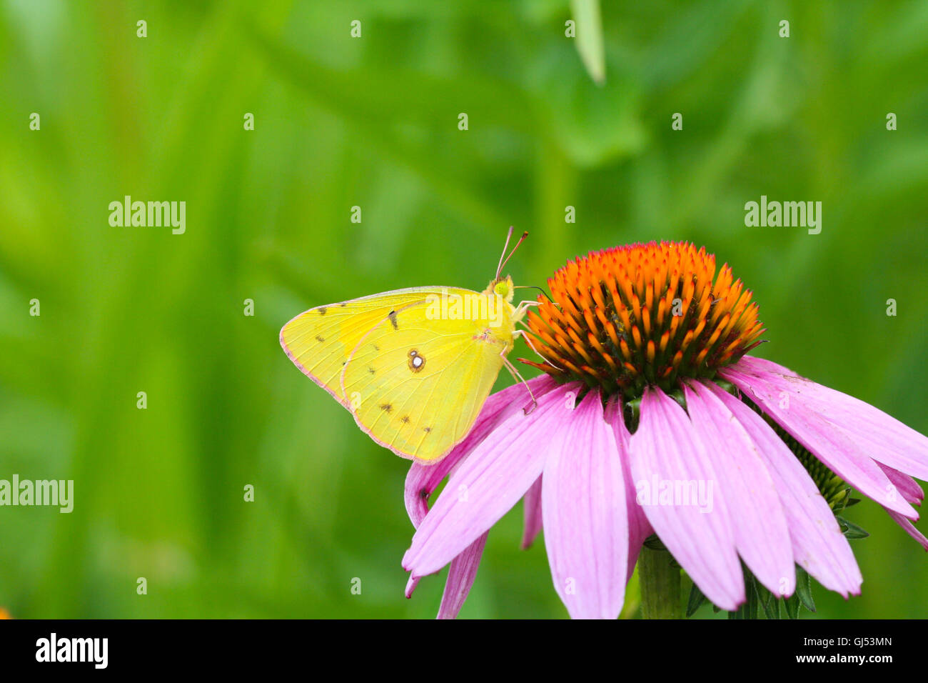 Eine Orange Schwefel Schmetterling (Colias Eurytheme) Nectaring auf Sonnenhut (Echinacea Purpurea), Indiana, Vereinigte Staaten Stockfoto