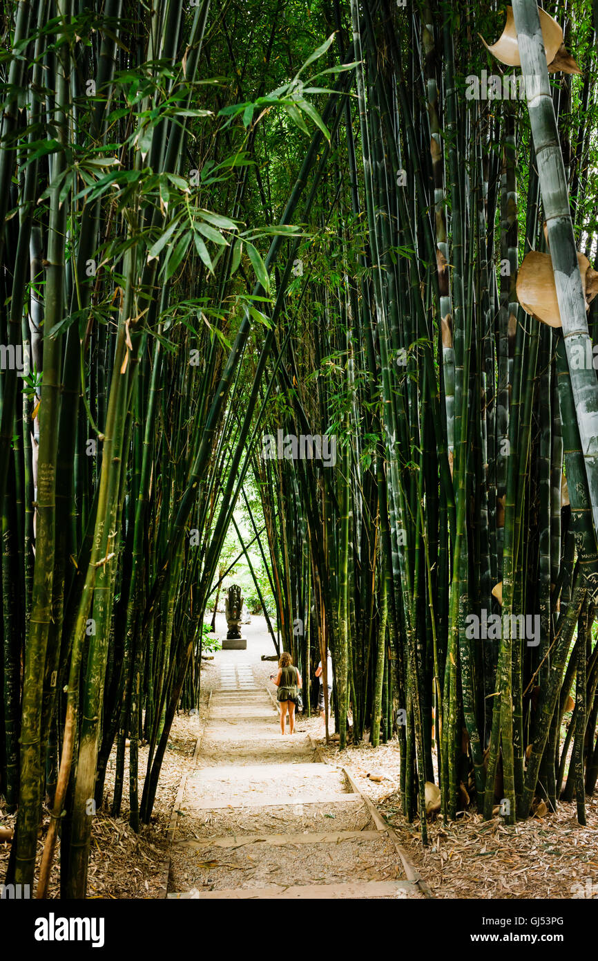 Die Bamboo Avenue in Crystal und Shambhala Schlossgarten, in der Nähe von Byron Bay. Stockfoto