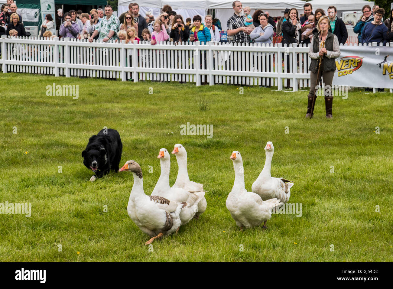 Trainerin zeigt die Vielseitigkeit der ein Arbeitshund, Aufrundung Enten Gänse sowie Schafe am Hund Fest an Arley Hall Cheshire England Stockfoto