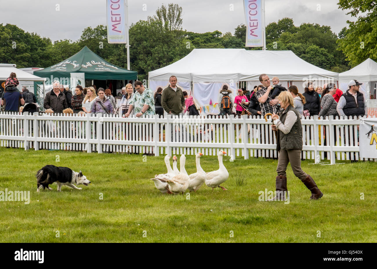 Trainerin zeigt die Vielseitigkeit der ein Arbeitshund, Aufrundung Enten Gänse sowie Schafe am Hund Fest an Arley Hall Cheshire England Stockfoto