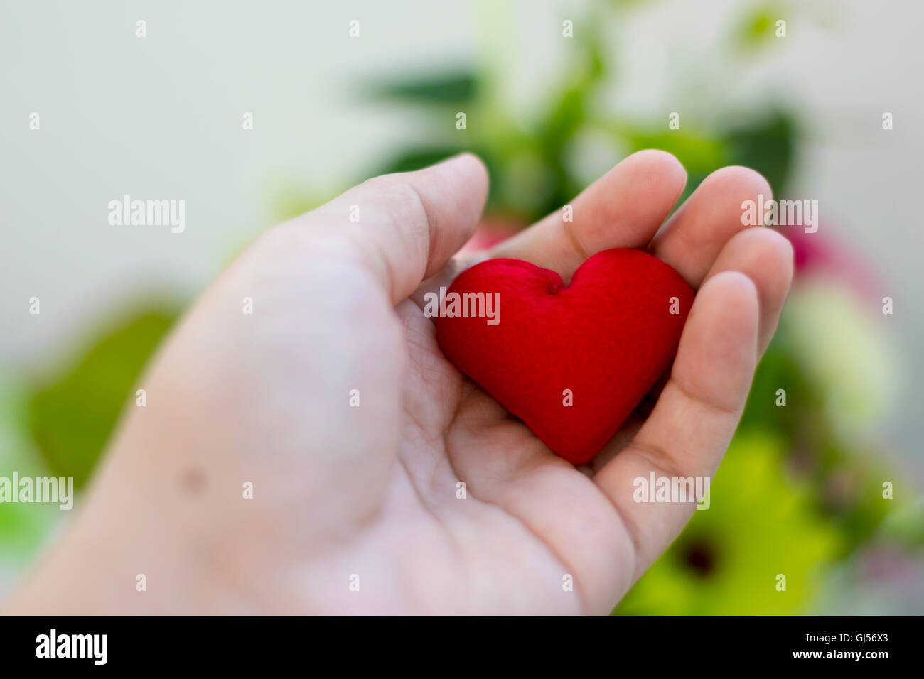 Hand, die eine rotes Herzform Stockfoto