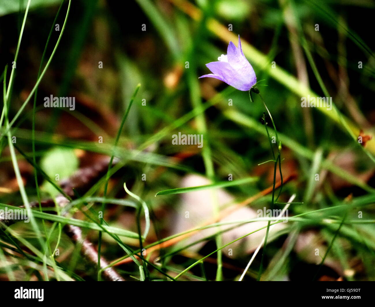 Wilde Wald Blume Stockfoto