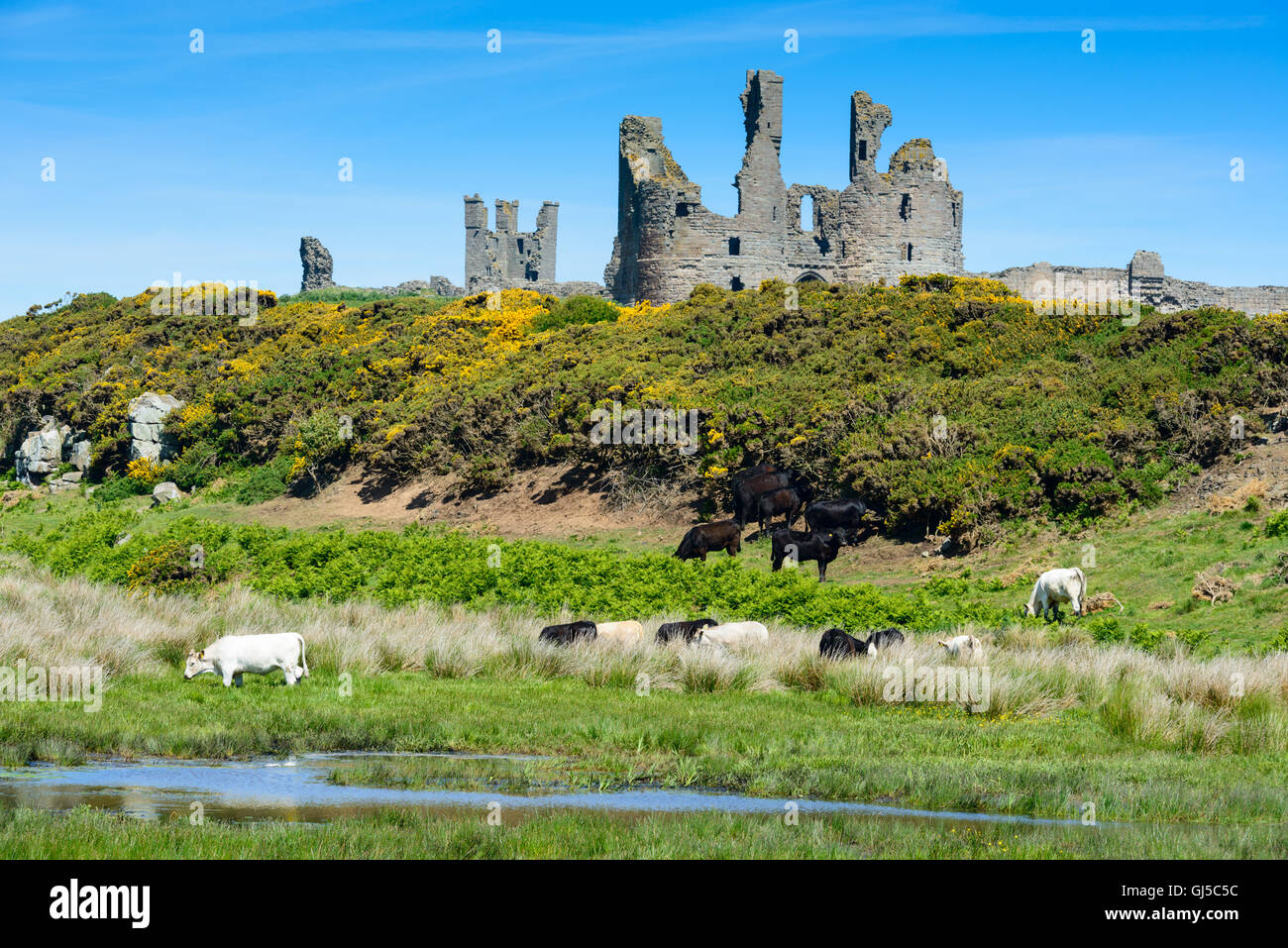 Ruinen von Dunstanburgh Castle, Northumberland, mit Vieh im Vordergrund Stockfoto