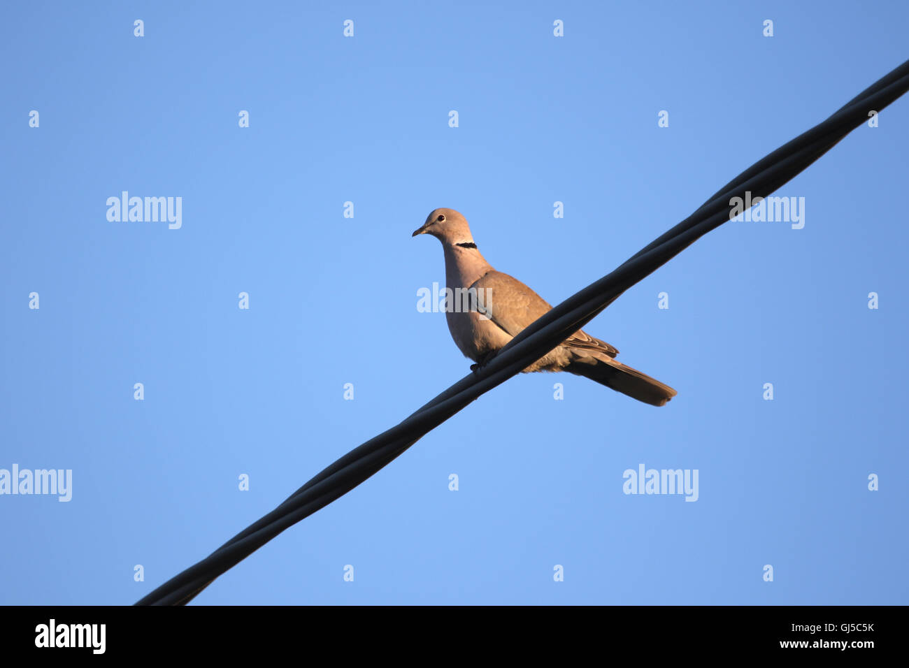 Collard Taube Streptopelia Deaocto thront auf einem Draht von der Taube oder artenreichen Familie der Vögel von Ruth Schwan auch genannt Stockfoto