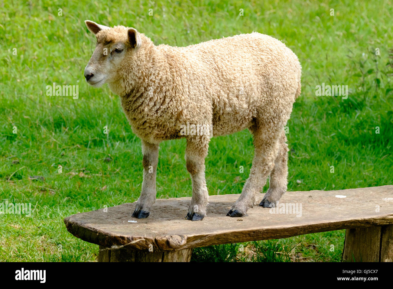 Lamm, stehend auf einer Holzbank mit Rasen hinter Stockfoto