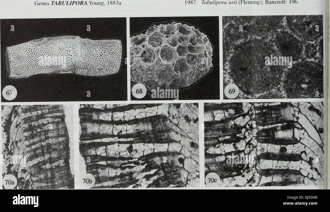 Bulletin of the Natural Histort Museum. Geologie-Serie (1996) Stockfoto