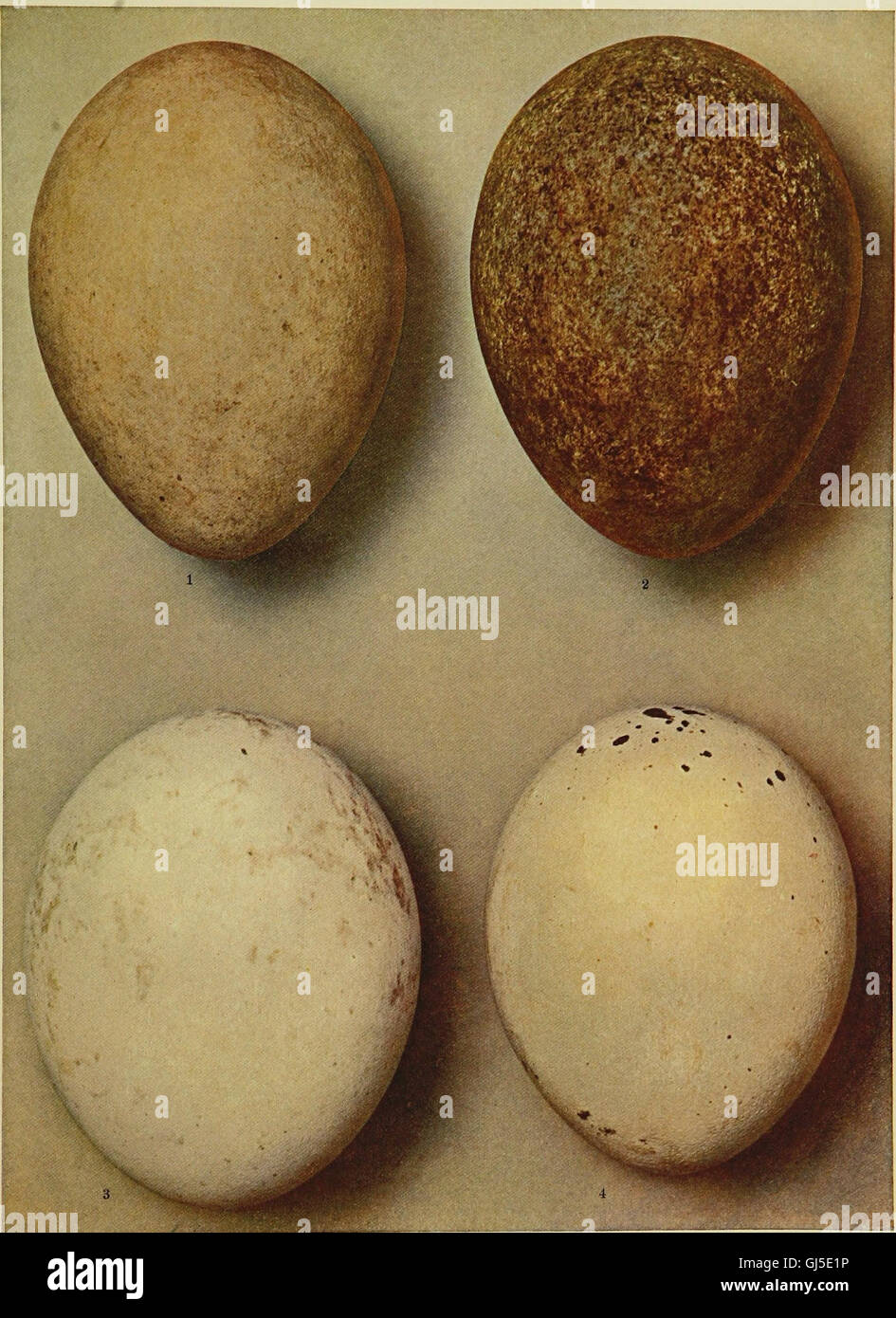 Eine Übersicht über die Accipitres (Tagraubvögel) - bestehend aus Arten und Unterarten beschrieben bis 1920, mit ihren Charakteren und Verteilung (1922) Stockfoto